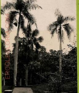 ae9472 - SINGAPORE -  VINTAGE POSTCARD - The Botanical Gargen