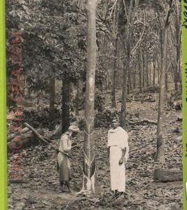 ae9474 - SINGAPORE -  VINTAGE POSTCARD - Tapping Rubber