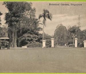 ae9223 - SINGAPORE -  VINTAGE POSTCARD - The Botanical Gardens