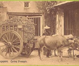 ae9240 - SINGAPORE -  VINTAGE POSTCARD - Ethnic - Carting Pineapple