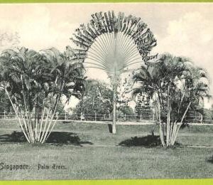ae9230 - SINGAPORE -  VINTAGE POSTCARD - Palm Trees