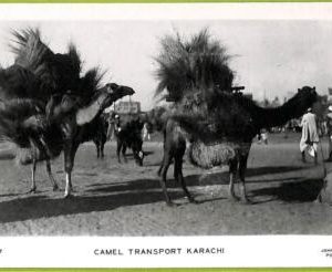 ae9209 -  PAKISTAN -  VINTAGE POSTCARD - Karachi - Camel Transport
