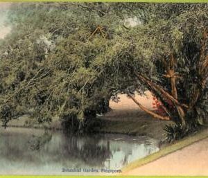 ae9217 - SINGAPORE -  VINTAGE POSTCARD - The Botanical Gardens