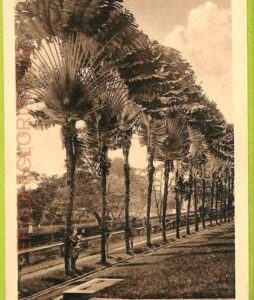 ae9222 - SINGAPORE -  VINTAGE POSTCARD - Traveller Palm Trees