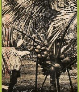 ae9236 - SINGAPORE -  VINTAGE POSTCARD - Ethnic