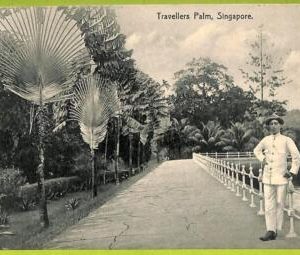ae9237 - SINGAPORE -  VINTAGE POSTCARD - Travellers Palm