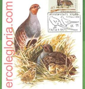 32869 - HUNGARY -  MAXIMUM CARD  - 1971 -  FAUNA, BIRDS  Hunting