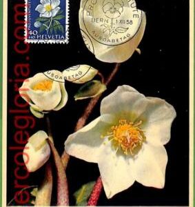 32437 - Switzerland -   MAXIMUM CARD - 1958 -  Flowers  PRO JUVENTUTE
