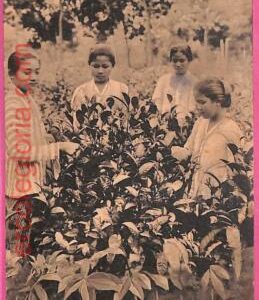 af8999 - INDONESIA - Vintage POSTCARD - Buitenzorg - Ethnic