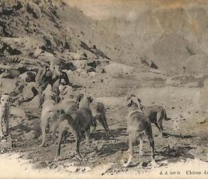 ac1019 - Ansichtskarten VINTAGE POSTCARD - SWITZERLAND - Grand St.Bernard - 1909