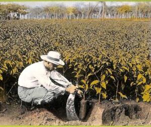 aa6074 - COSTA RICA - Vintage Postcard  - Coffe Trees