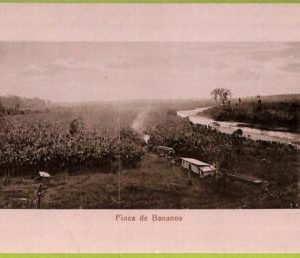 aa6104 - COSTA RICA - Vintage Postcard - Finca de Bananos