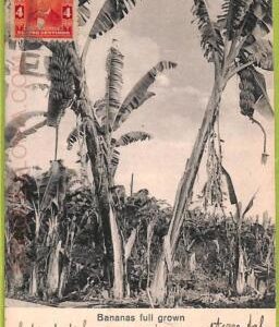 af2321 - COSTA RICA - Vintage Postcard - Bananas full grown