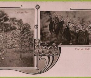 aa6066 - COSTA RICA - Vintage Postcard  - Flor de Cafe