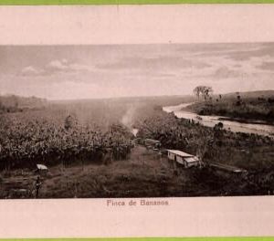 aa6070 - COSTA RICA - Vintage Postcard  - Finca de Bananos