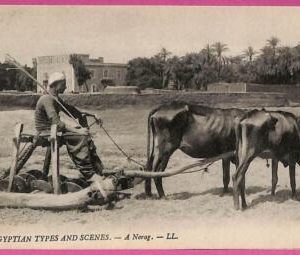 ag2630  - EGYPT - VINTAGE POSTCARD  - Ethnic