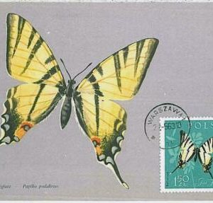 32411 - Poland - MAXIMUM CARD : intects BUTTERFLIES1963 #1