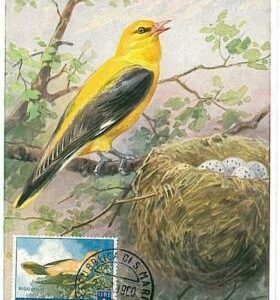16170 - SAN MARINO - BIRDS : MAXIMUM CARD 1960