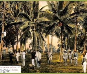 aa5942 - HABANA - Vintage Postcard - Cocoa-nut palms - Cocal - 1908