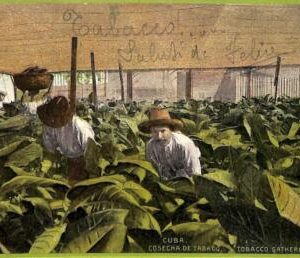 af2330 - HABANA - Vintage Postcard - Tobacco Gathering - 1912