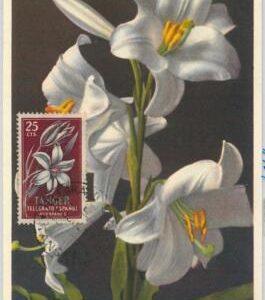 63951 - SPAIN: TANGIERS Tanger - POSTAL HISTORY: MAXIMUM CARD 1957 -  FLOWERS