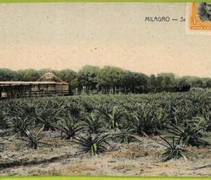af2428 - ECUADOR - Vintage Postcard - Milagro - 1907