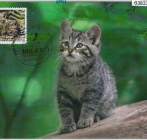 63833 - SWITZERLAND - POSTAL HISTORY: MAXIMUM CARD 2011 -  CATS