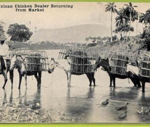 af4242 - MEXICO -  VINTAGE POSTCARD Ansichtskarten - ETHNIC Chicken seller