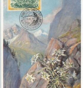 63511 - CZECHOSLOVAKIA - POSTAL HISTORY: MAXIMUM CARD 1957 -  FLOWERS