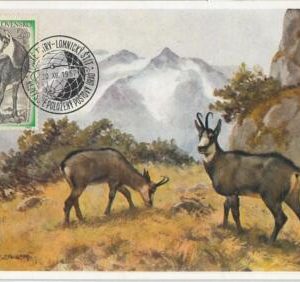 63510 - CZECHOSLOVAKIA - POSTAL HISTORY: MAXIMUM CARD 1957 -  WILD ANIMALS