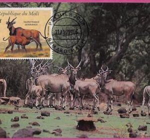 ag3355 - MALI - POSTAL HISTORY - Maximum Card  - Animals - 1985   WWF