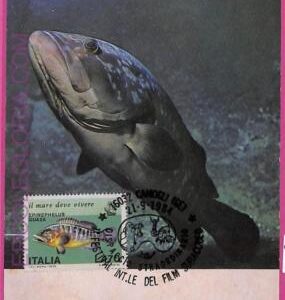 ag3391 - ITALY - POSTAL HISTORY - Maximum Card - Fish ANIMALS -  1984