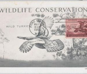 51554  - USA -  POSTAL HISTORY: MAXIMUM CARD - 1956 WILDLIFE: Wild Turkey