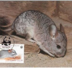 51563-CHILE - POSTAL HISTORY: MAXIMUM CARD - NATURE ANIMALS WWF: Chincilla 1984