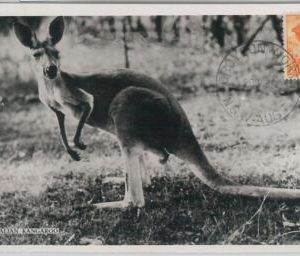 52152 - AUSTRALIA -  MAXIMUM CARD - 1956  ANIMALS:  KANGAROO