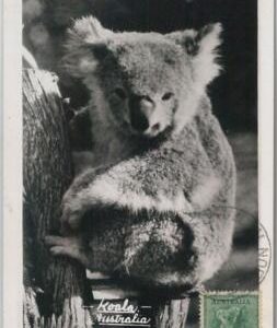 52157 - AUSTRALIA -  MAXIMUM CARD - 1956  ANIMALS:  KOALA