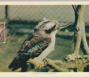 52154 - AUSTRALIA -  MAXIMUM CARD -  ANIMALS:  BIRDS Kookaburra KINGFISHER