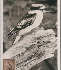 52158 - AUSTRALIA -  MAXIMUM CARD -  ANIMALS:  BIRDS Kookaburra KINGFISHER 1956