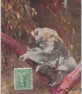 52159 - AUSTRALIA -  MAXIMUM CARD - 1959  ANIMALS:  KOALA