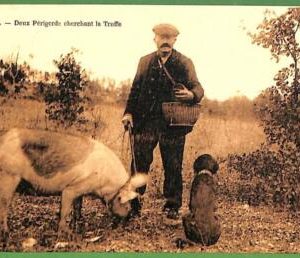 ah3053 - FRANCE - VINTAGE POSTCARD - HUNTING TRUFFLES with pig and dog