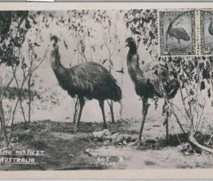 52161 - AUSTRALIA -  MAXIMUM CARD - 1951  ANIMALS:  BIRDS Ostrich