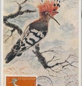 52165 - BULGARIA -  MAXIMUM CARD - 1960  ANIMALS -  BIRDS: WOODPECKER