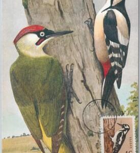 52166 - BULGARIA -  MAXIMUM CARD - 1960  ANIMALS -  BIRDS: WOODPECKER