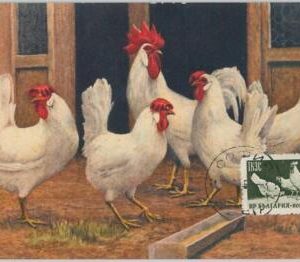 52172 - BULGARIA -  MAXIMUM CARD - 1957  ANIMALS -  BIRDS: CHICKENS