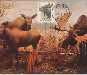 52179 - CANADA -  MAXIMUM CARD - 1954  ANIMALS:  MOOSE