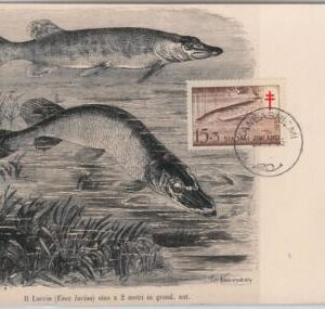 52206 - FINLAND -  MAXIMUM CARD - 1955  ANIMALS:  FISH