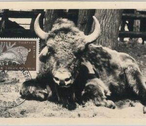 52554 - GERMANY DDR  -  MAXIMUM CARD - 1956  ANIMALS:  BUFFALO