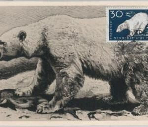52552 - GERMANY DDR  -  MAXIMUM CARD - 1959  ANIMALS:  POLAR BEAR