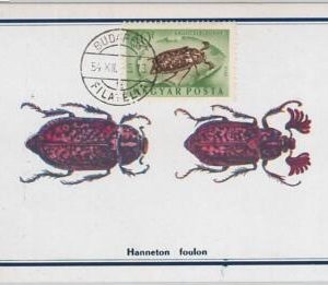 52560 - HUNGARY -  MAXIMUM CARD - 1954  ANIMALS:  INSECTS