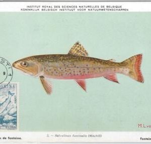52589  - ROMANIA -  POSTAL HISTORY: MAXIMUM CARD - 1960  ANIMALS  Fish